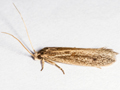 Opogona sacchari